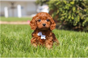 Blayne - Cavapoo for sale
