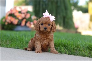 Lilly - Cavapoo for sale
