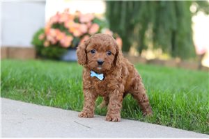 Lenny - puppy for sale