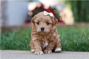 Naomi - Malti Poo - Maltipoo for sale