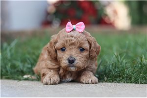 Noelle - Malti Poo - Maltipoo for sale