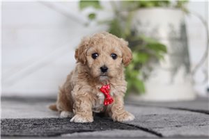 Aiden - Malti Poo - Maltipoo for sale