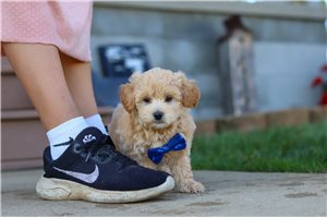 Noah - Malti Poo - Maltipoo for sale