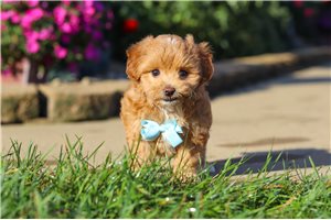 Nolan - puppy for sale