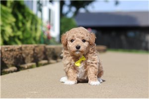 Kenzo - Malti Poo - Maltipoo for sale