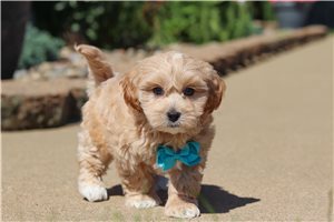 Kirby - Malti Poo - Maltipoo for sale