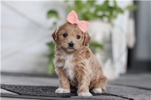 Holly - Malti Poo - Maltipoo for sale