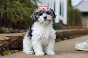 Fiona - Malti Poo - Maltipoo for sale