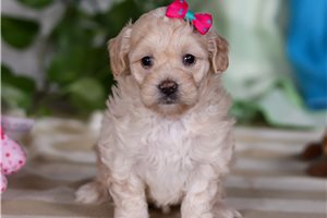 Fallon - puppy for sale