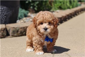 Kricket - Malti Poo - Maltipoo for sale