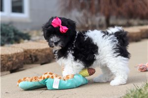 Felicia - puppy for sale
