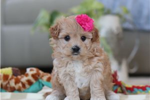 Piper - Malti Poo - Maltipoo for sale