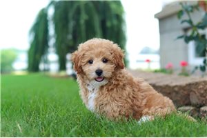 Kricket - Malti Poo - Maltipoo for sale