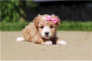 Kiki - puppy for sale