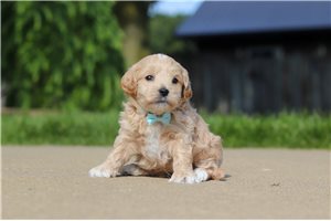 Kirby - puppy for sale