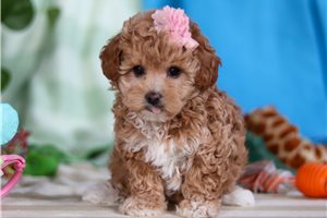 Esme - Malti Poo - Maltipoo for sale