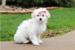 Foxy - Malti Poo - Maltipoo for sale