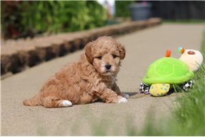Kricket - puppy for sale