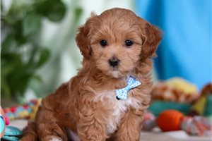 Einstein - Malti Poo - Maltipoo for sale