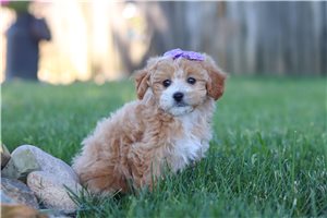Kiki - Malti Poo - Maltipoo for sale