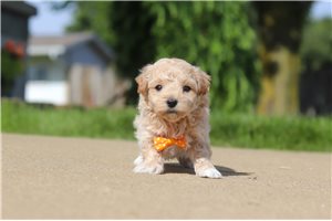 Kipper - puppy for sale