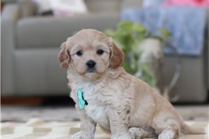 Peter - Malti Poo - Maltipoo for sale