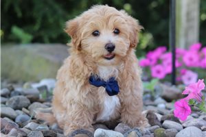 Hickory - puppy for sale