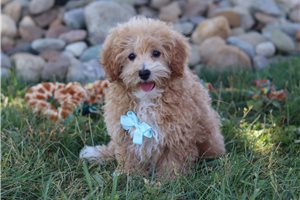 Humphrey - Mixed/Other for sale