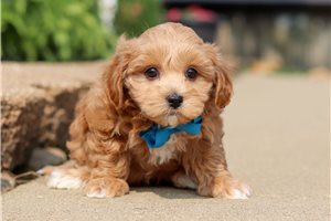 Huckleberry - puppy for sale