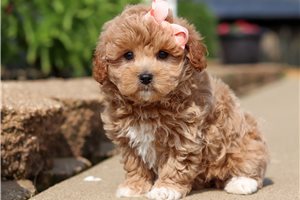 Helga - puppy for sale