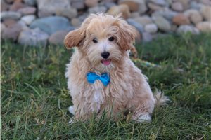 Henry - Mixed/Other for sale