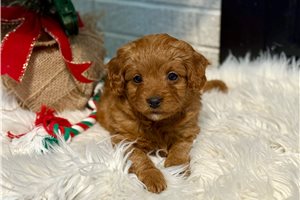 Gina - puppy for sale