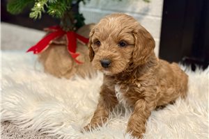 Georgie - puppy for sale