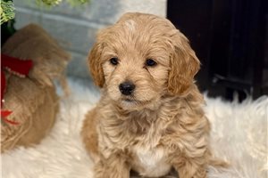 Ginger - puppy for sale