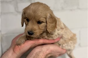 Arrow - Goldendoodle, Mini for sale