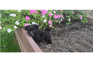 Charlie - Morkie / Yorktese for sale