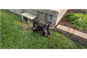Charlie - Morkie / Yorktese for sale