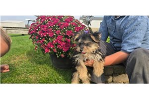 Cecelia - Morkie / Yorktese for sale