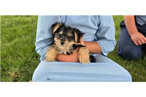 Cecelia - Morkie / Yorktese for sale
