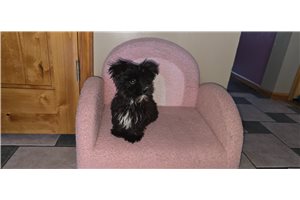 Charlie - Morkie / Yorktese for sale