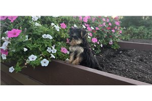Cecelia - Morkie / Yorktese for sale