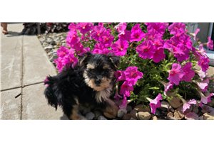 Cecelia - Morkie / Yorktese for sale