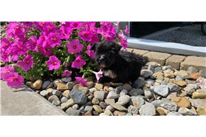 Charlie - Morkie / Yorktese for sale