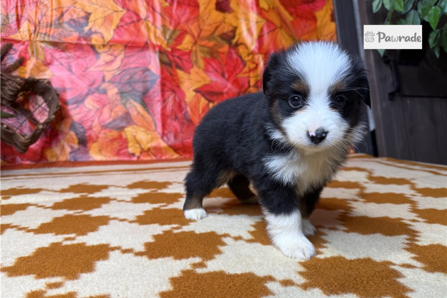 Trucker - Miniature Australian Shepherd for sale
