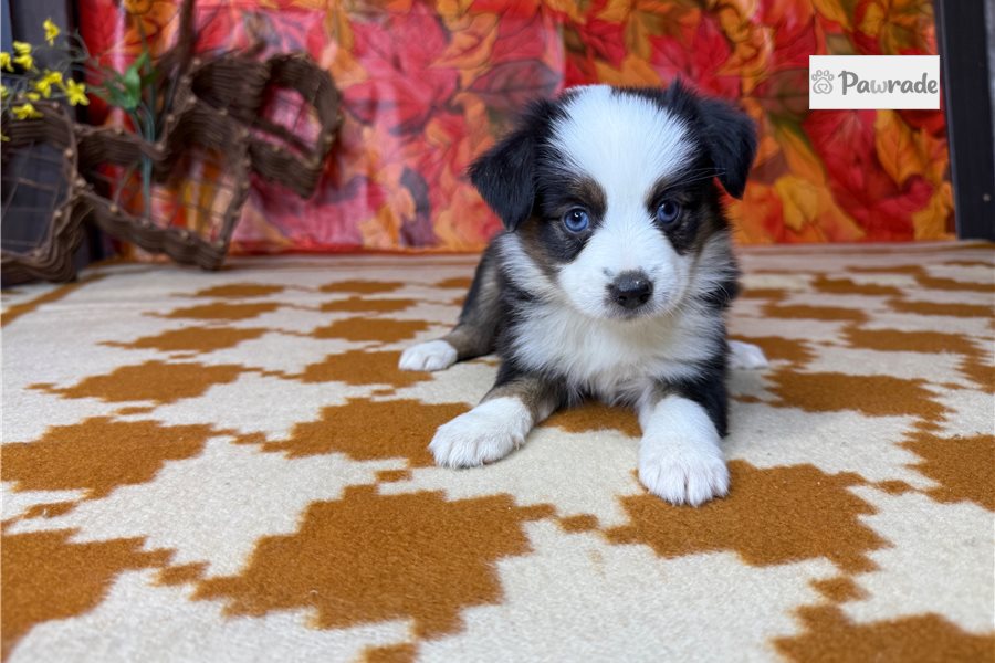 Twyla - Miniature Australian Shepherd for sale