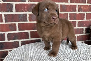Cabo - Labrador Retriever for sale