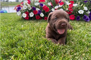 Crystal | Puppies For Sale at Pawrade