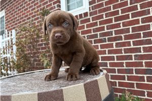 Cadette - Labrador Retriever for sale