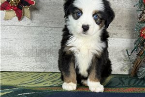Reese - Miniature Australian Shepherd for sale