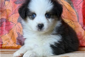 Tara - puppy for sale